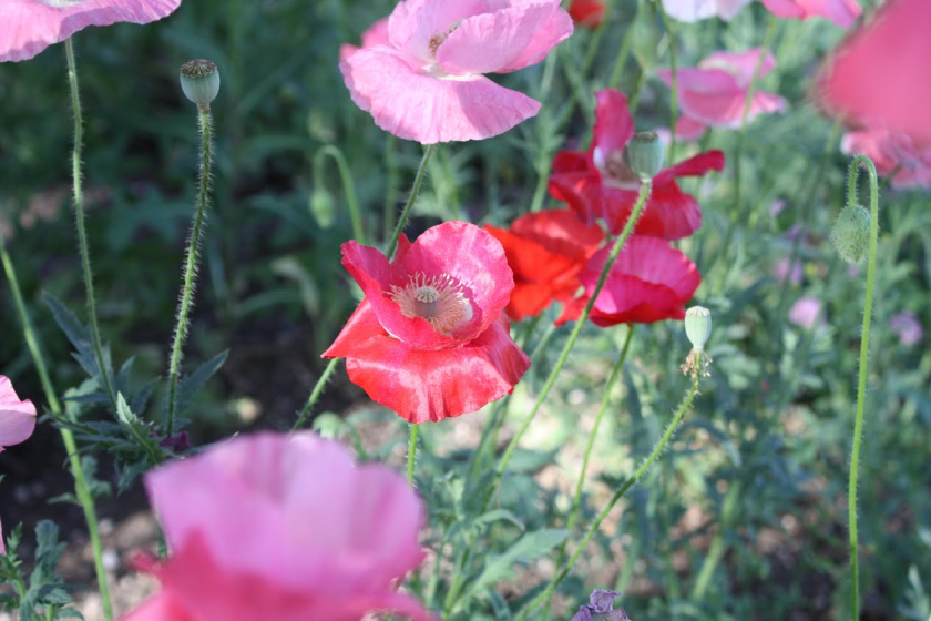 Poppies 1